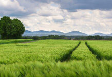 U.S. Agriculture Exports Rose 22% Last Year