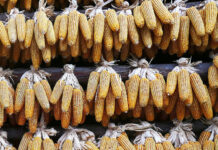 China Raises Corn Production Forecast